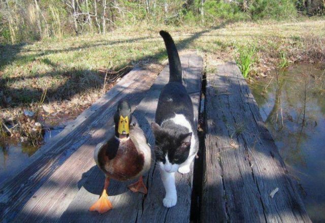 Funny Animals (43 pics)