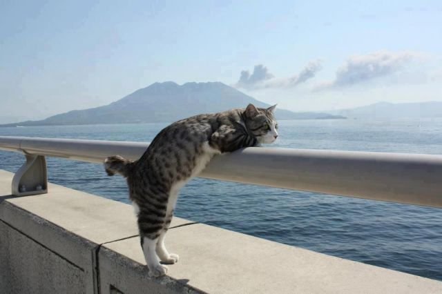 Funny Animals (43 pics)