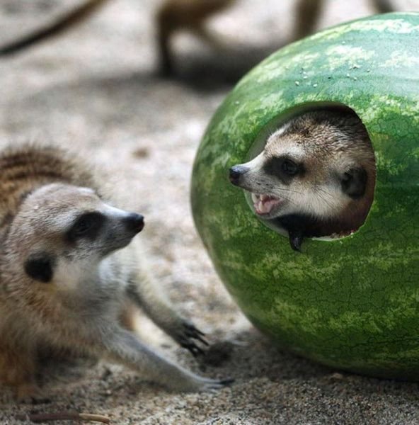 Funny Animals (43 pics)