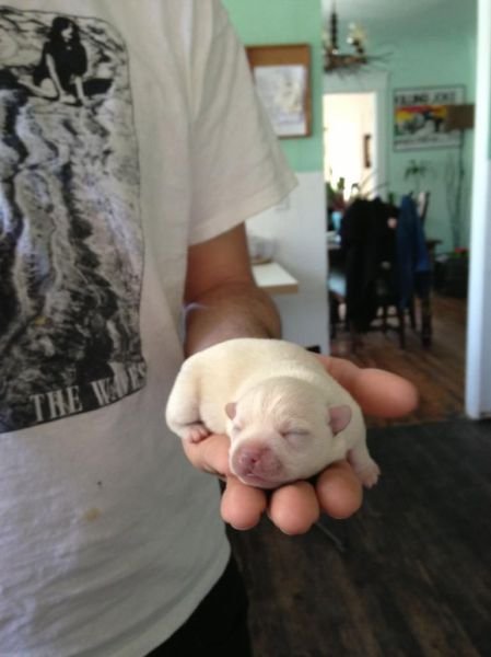 Funny Animals (43 pics)