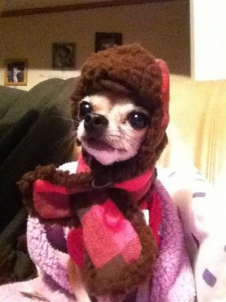 Funny Animals (43 pics)