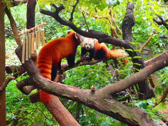 Funny Animals (43 pics)