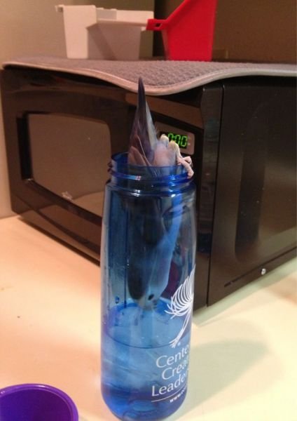 Funny Animals (43 pics)