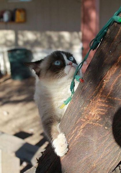 Funny Animals (43 pics)