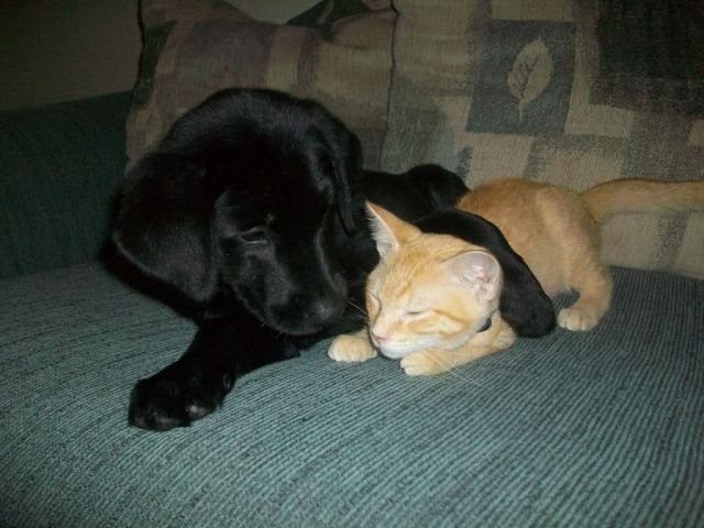 Funny Animals (43 pics)