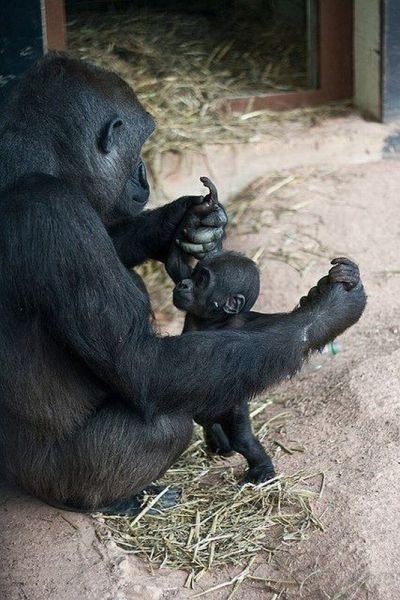 Funny Animals (43 pics)