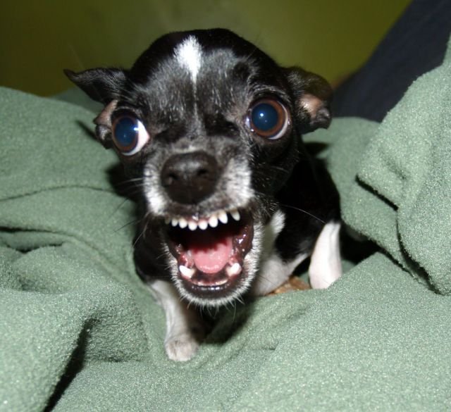 Funny Animals (43 pics)