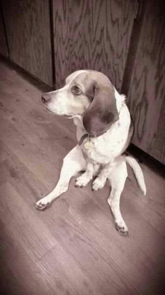 Funny Animals (43 pics)
