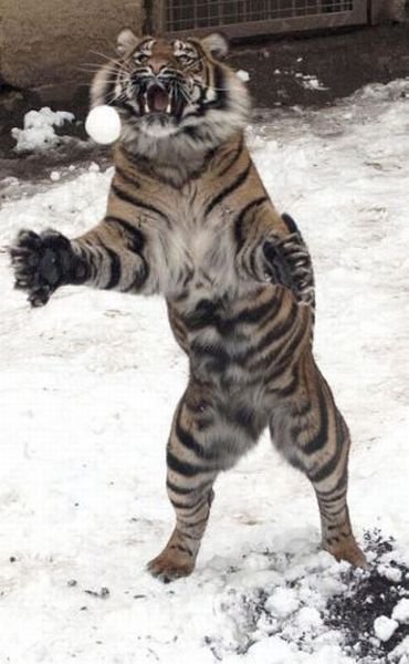 Funny Animals (43 pics)