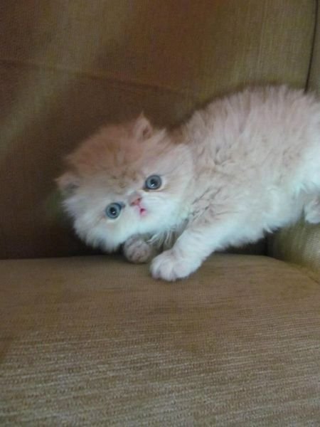 Funny Animals (43 pics)