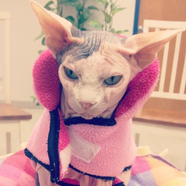 Funny Animals (43 pics)
