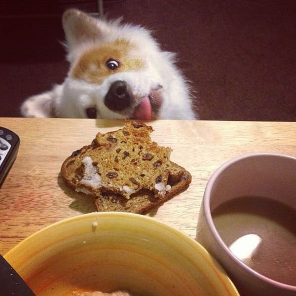 Funny Animals (43 pics)