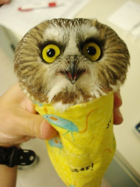 Funny Animals (43 pics)