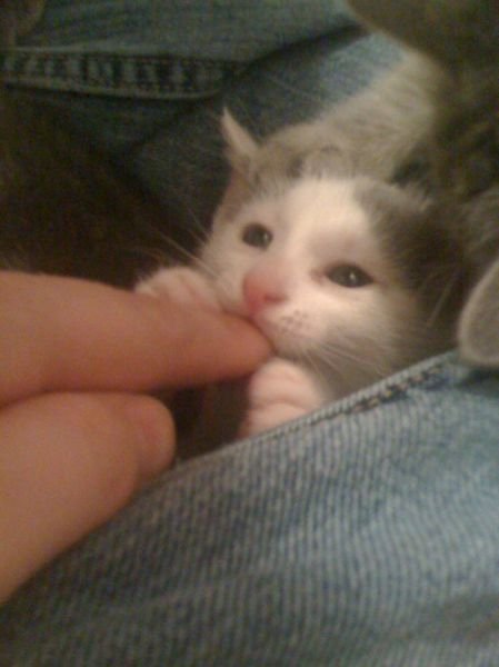 Funny Animals (43 pics)