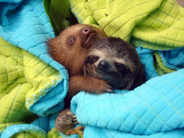 Funny Animals (43 pics)