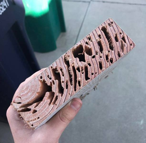 Interesting Finds And Discoveries (37 pics)