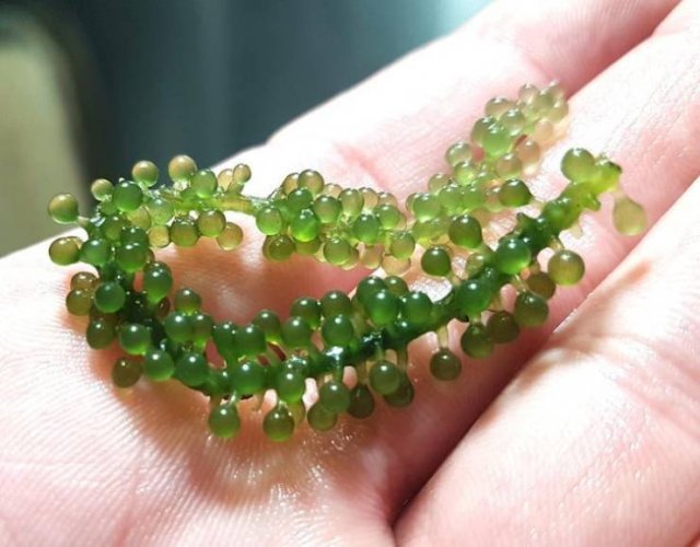 Interesting Finds And Discoveries (37 pics)