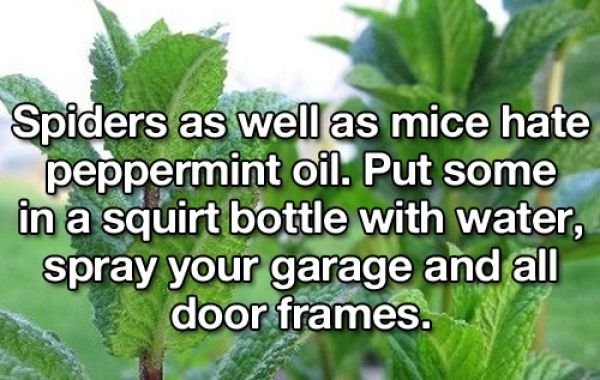 Useful Lifehacks (25 pics)