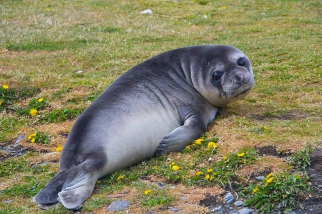 Funny Animals (43 pics)