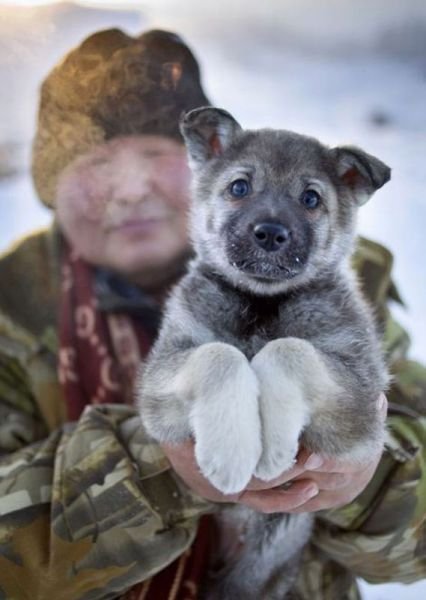 Funny Animals (43 pics)