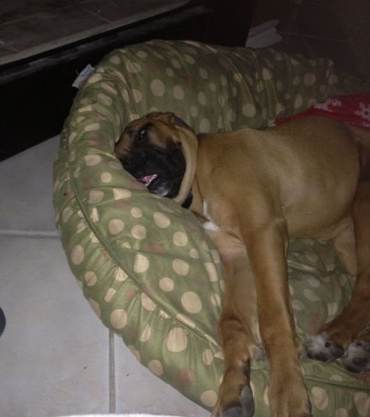 Funny Animals (43 pics)