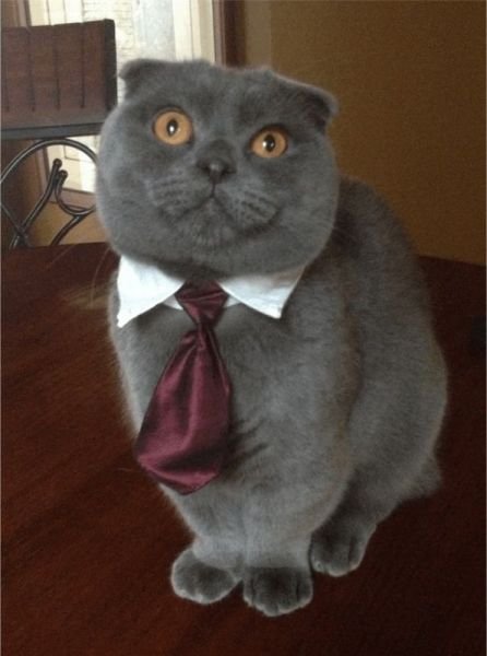 Funny Animals (43 pics)