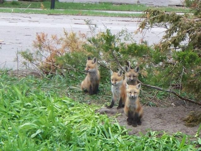 Funny Animals (43 pics)