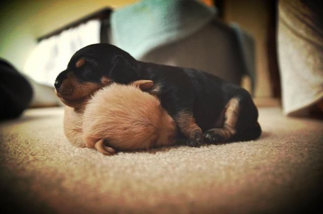 Funny Animals (43 pics)