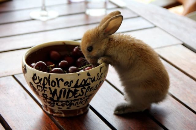 Funny Animals (43 pics)