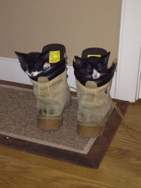 Funny Animals (43 pics)