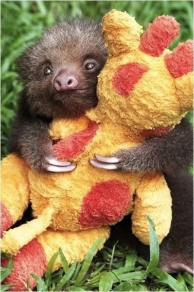 Funny Animals (43 pics)
