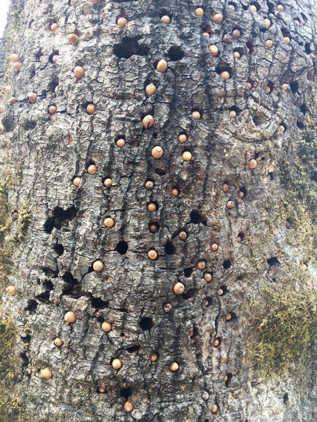 Interesting Finds And Discoveries (37 pics)