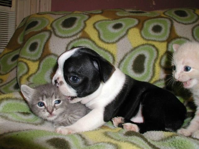 Funny Animals (43 pics)