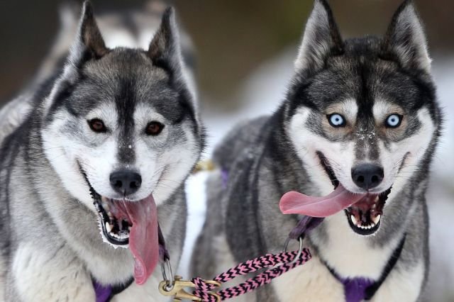 Funny Animals (43 pics)