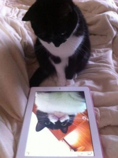 Funny Animals (43 pics)