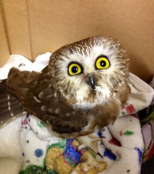 Funny Animals (43 pics)