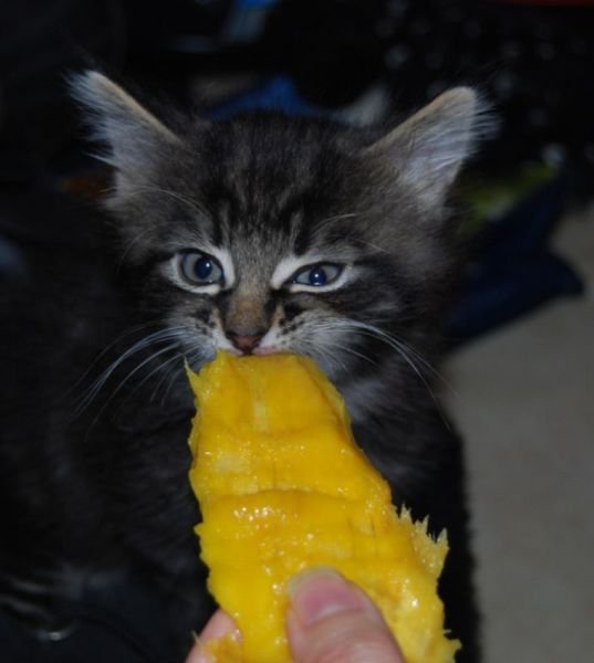 Funny Animals (43 pics)