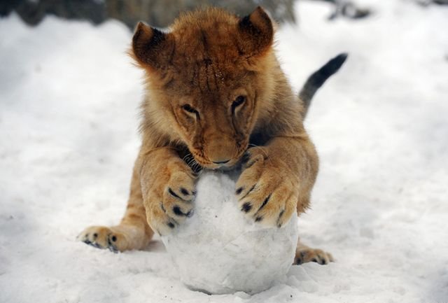 Funny Animals (43 pics)