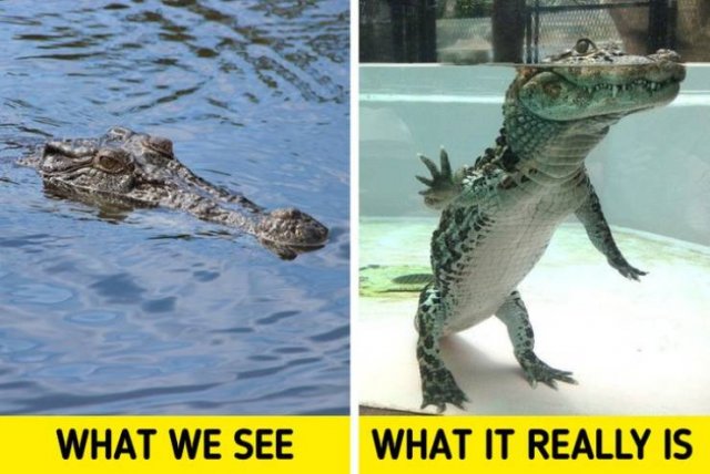 Interesting Finds And Discoveries (37 pics)