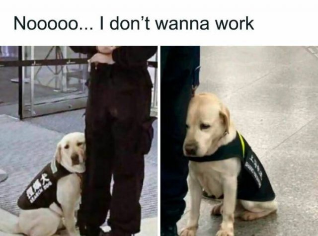 Random Memes (17 pics) Random Memes (17 pics)