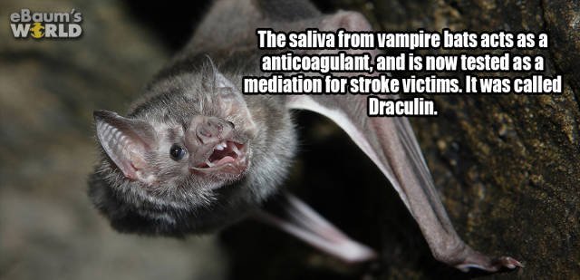 Interesting Facts (35 pics)