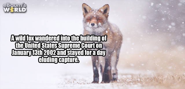 Interesting Facts (35 pics)