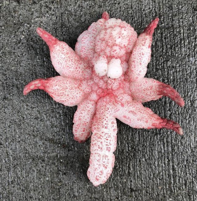 What Are These Things? (16 pics)