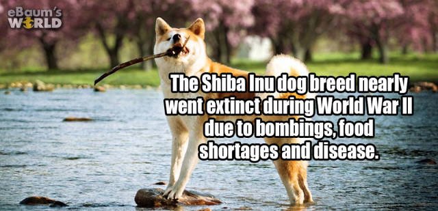 Interesting Facts (35 pics)