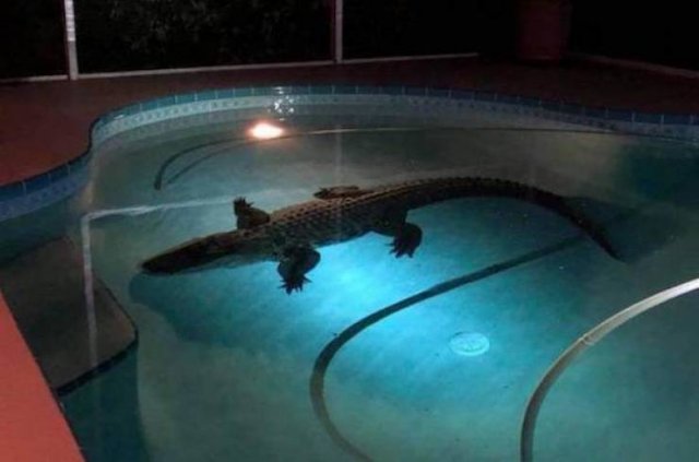 Interesting Finds And Photos (43 pics) Interesting Finds And Photos (43 pics)