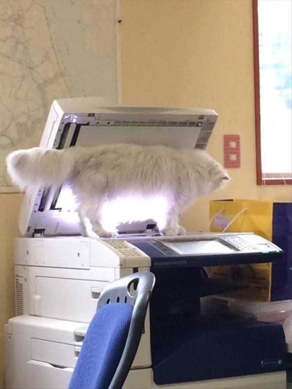 Funny Work Photos (50 pics) Funny Work Photos (50 pics)