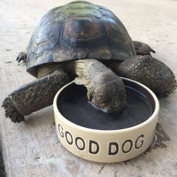 They Don't Care About The Rules (54 pics)