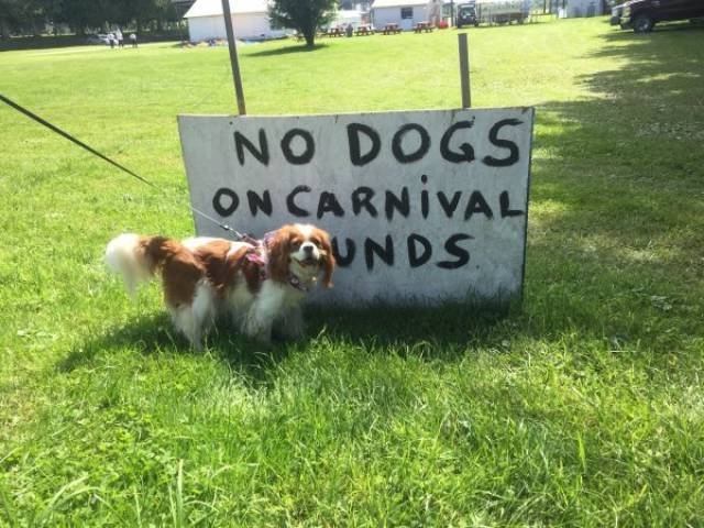 They Don't Care About The Rules (54 pics)