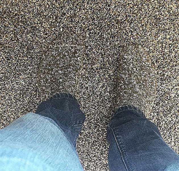Perfect Camouflage (27 pics)