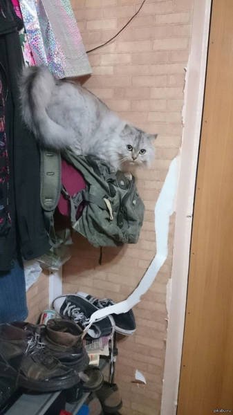 What Is Going On Here? (23 pics)